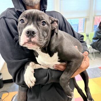 Pit Bull Terrier Dogs Available for Adoption - Coco Pebbles | PetCurious