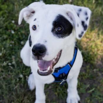 Pointer and Great Pyrenees Dogs Available for Adoption in Lemont, Illinois - Bono | PetCurious