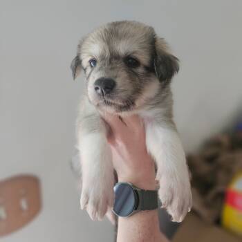 Ziya -  Great Pyrenees Dog for Adoption in Spring Hill, Tennessee - Ziya | PetCurious