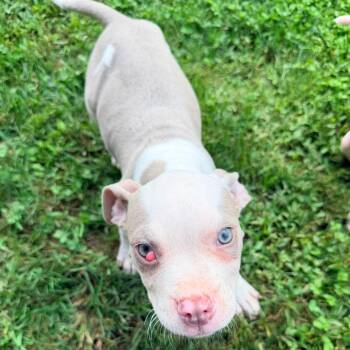 ShakEARa -  Pit Bull Terrier Dog for Adoption in Jarrettsville, Maryland - ShakEARa | PetCurious