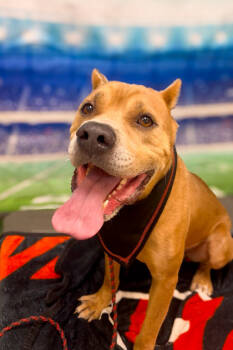 Rescue Mixed Breed Dogs for Adoption in Cincinnati, Ohio - Tute | PetCurious