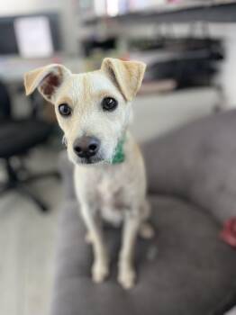 Rescue Border Terrier and Rat Terrier Dogs for Adoption in Poway, California - Max | PetCurious