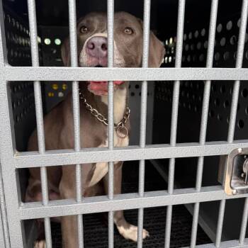 Petunia -  Weimaraner and Pit Bull Terrier Dog for Adoption in Sand Springs, Oklahoma - Petunia | PetCurious