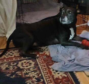 Rescue Black Labrador Retriever Dogs for Adoption in Mount Airy, North Carolina - Layla | PetCurious