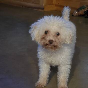 Ollie -  Miniature Poodle Dog for Adoption in Dandridge, Tennessee - Ollie | PetCurious