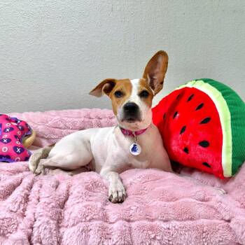 Petunia -  Jack Russell Terrier Dog for Adoption in High Ridge, Missouri - Petunia | PetCurious