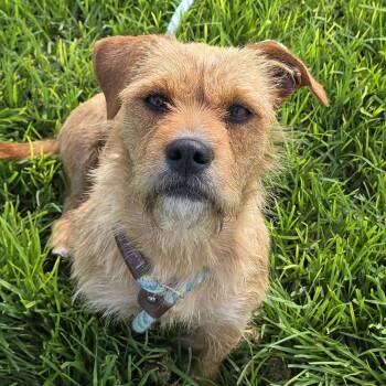 Nala -  Mixed Breed Dog for Adoption in Goleta, California - Nala | PetCurious