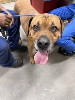 Boerboel and Mixed Breed Dogs Available for Adoption - TANK | PetCurious