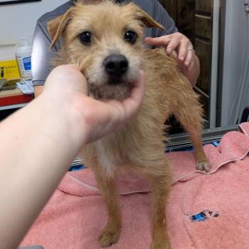 Terrier Dogs Available for Adoption - MELODY | PetCurious