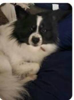 Pomsky Dogs Available for Adoption in Sarasota, Florida - Milo Pomski | PetCurious