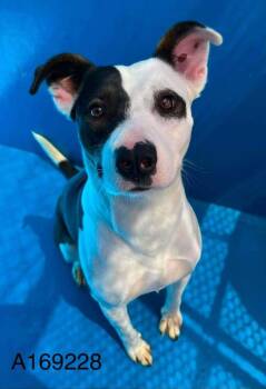 Rosette -  Pit Bull Terrier and Mixed Breed Dog for Adoption in Calgary, Alberta - Rosette | PetCurious