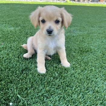 Atlas -  Spaniel and Pomeranian Dog Available for Adoption in Cashmere, Washington - Atlas | PetCurious