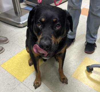 Rottweiler Dogs Available for Adoption in Sioux City, Iowa - Moose | PetCurious