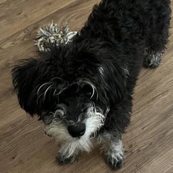 Schnauzer and Poodle Dogs Available for Adoption in Priest River, Idaho - Omar | PetCurious
