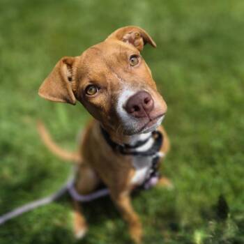 Mochi -  Mixed Breed Dog for Adoption in Woodstock, Illinois - Mochi | PetCurious