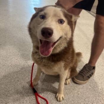 Dustin -  Husky Dog for Adoption in Pineville, Missouri - Dustin | PetCurious