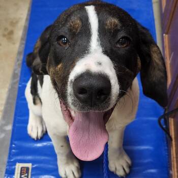 Hound Dogs Available for Adoption in Tupelo, Mississippi - Hendrix - 050401U | PetCurious