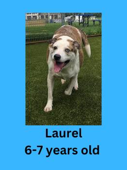 Laurel -  Labrador Retriever Dog for Adoption in Ravenna, Ohio - Laurel | PetCurious