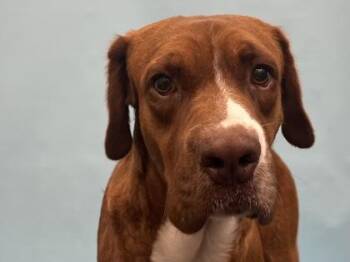 Honey Bun -  Mixed Breed Dog for Adoption in Golden Valley, Minnesota - Honey Bun | PetCurious