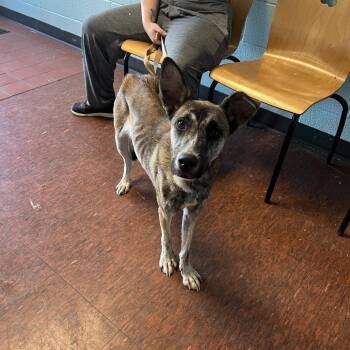 Asha -  German Shepherd Dog Dog for Adoption in East St. Louis, Illinois - Asha | PetCurious