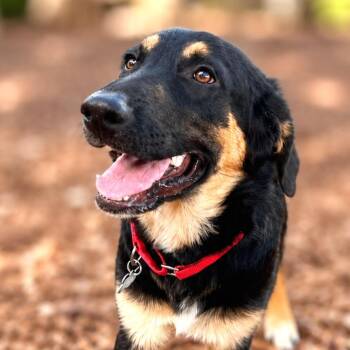 Bronx -  Shepherd and Mixed Breed Dog for Adoption in Boerne, Texas - Bronx | PetCurious