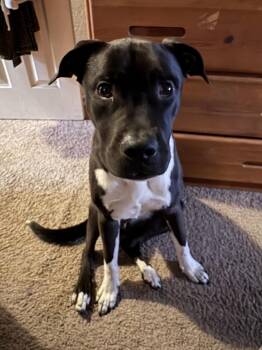 Harley -  American Staffordshire Terrier Dog for Adoption in Cave Creek, Arizona - Harley | PetCurious