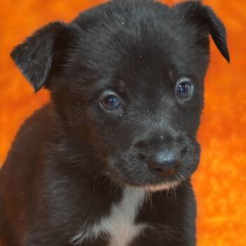 Oak -  Border Collie Dog for Adoption in Wiggins, Mississippi - Oak | PetCurious