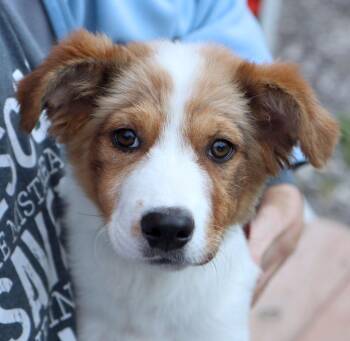 Border Collie and Great Pyrenees Dogs Available for Adoption in Kansas City, Kansas - Tiki (AO36375) | PetCurious