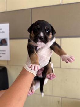 BROWNIE -  Pit Bull Terrier and German Shepherd Dog Dog for Adoption in Riverside, California - BROWNIE | PetCurious