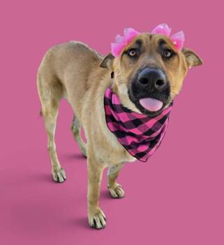 Ruth -  Shepherd Dog for Adoption in Davis, California - Ruth | PetCurious