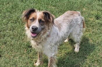 Jewel -  Spaniel and Border Collie Dog for Adoption in Lexington, Kentucky - Jewel | PetCurious