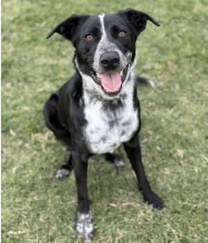 Duke -  Border Collie and Terrier Dog for Adoption in Bloomfield, Connecticut - Duke | PetCurious
