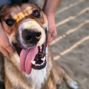 West -  Shepherd Dog for Adoption in Naperville, Illinois - West | PetCurious