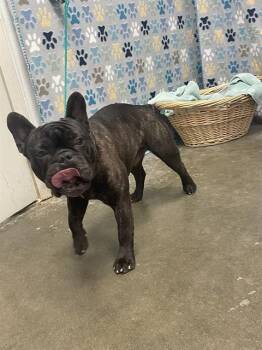 French Bulldog Dogs Available for Adoption in Rosenberg, Texas - BUBBA | PetCurious
