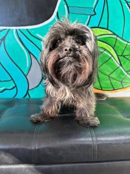 ETHEL -  Shorkie Dog for Adoption in Vandergrift, Pennsylvania - ETHEL | PetCurious
