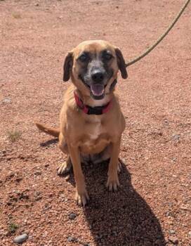 Quinn -  Hound and Mixed Breed Dog for Adoption in Divide, Colorado - Quinn | PetCurious