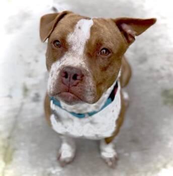 Pit Bull Terrier Dogs Available for Adoption - John -- URGENT! | PetCurious