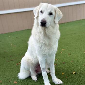 Labrador Retriever Dogs Available for Adoption in Loxahatchee Groves, Florida - Annie 0297 | PetCurious