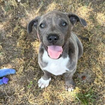 Pit Bull Terrier Dogs Available for Adoption in Valdosta, Georgia - Denver | PetCurious