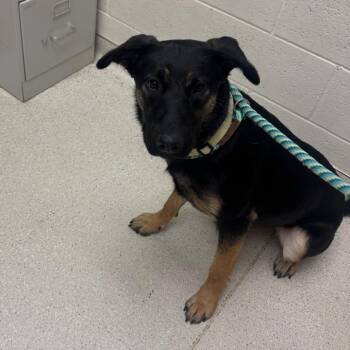 Beyli -  German Shepherd Dog Dog for Adoption in Murray, Utah - Beyli | PetCurious