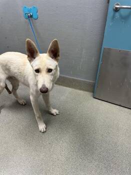 MONKEY -  German Shepherd Dog Dog for Adoption in Las Vegas, Nevada - MONKEY | PetCurious
