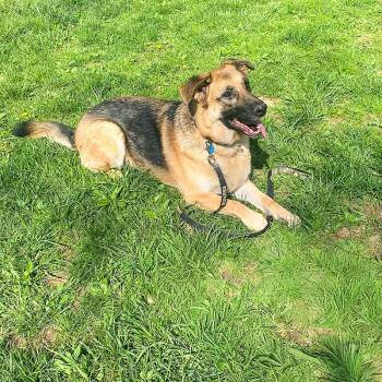 Maya -  German Shepherd Dog Dog for Adoption in Millburn, New Jersey - Maya | PetCurious