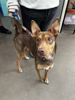 Mixed Breed Dogs Available for Adoption in Dallas, Texas - CHARIZARD | PetCurious