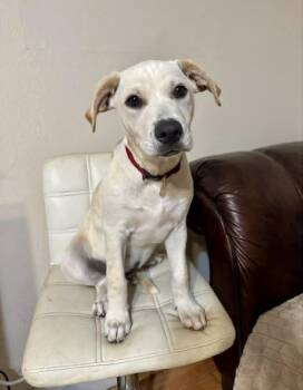 Labrador Retriever and Terrier Dogs Available for Adoption in Gulfport, Mississippi - Zeppelin | PetCurious