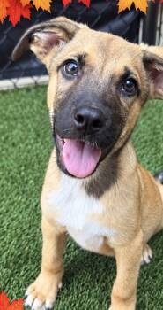 Banks -  Labrador Retriever Dog for Adoption in Copiague, New York - Banks | PetCurious