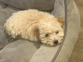 Teddy -  Maltipoo Dog for Adoption in Conroe, Texas - Teddy | PetCurious