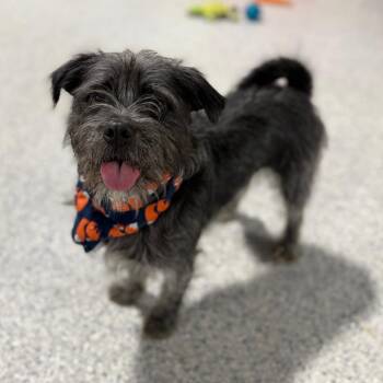 Zack -  Terrier Dog for Adoption in Newberg, Oregon - Zack | PetCurious