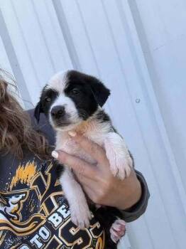 Outback Subaru -  Mixed Breed Dog for Adoption in Waunakee, Wisconsin - Outback Subaru | PetCurious