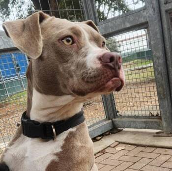 American Staffordshire Terrier and American Bulldog Dogs Available for Adoption - Cola | PetCurious