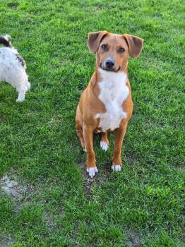 Trip -  Terrier Dog for Adoption in Santa Monica, California - Trip | PetCurious